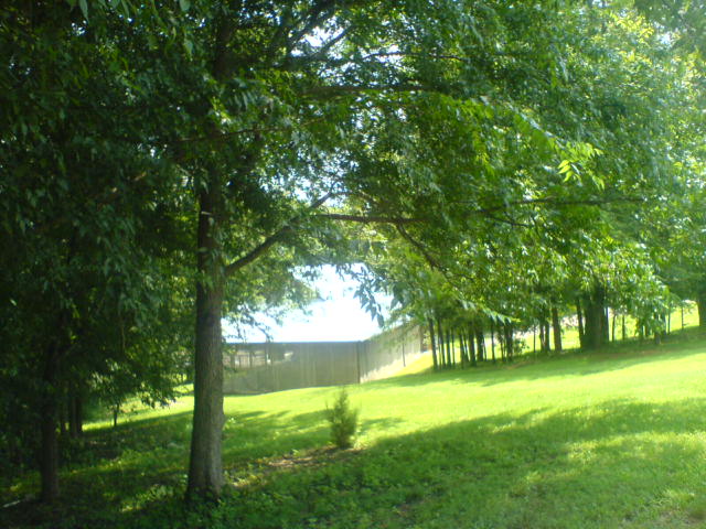 Yancey House grounds Picture
